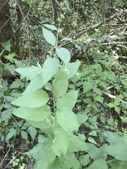 Mertensia paniculata