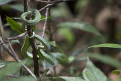 Trimeresurus vogeli