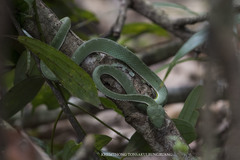 Trimeresurus vogeli