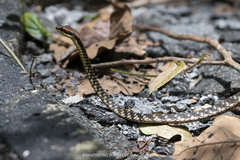 Dendrelaphis ngansonensis