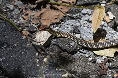 Dendrelaphis ngansonensis