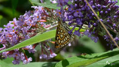 Heteropterus morpheus