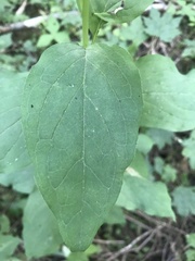 Mertensia paniculata