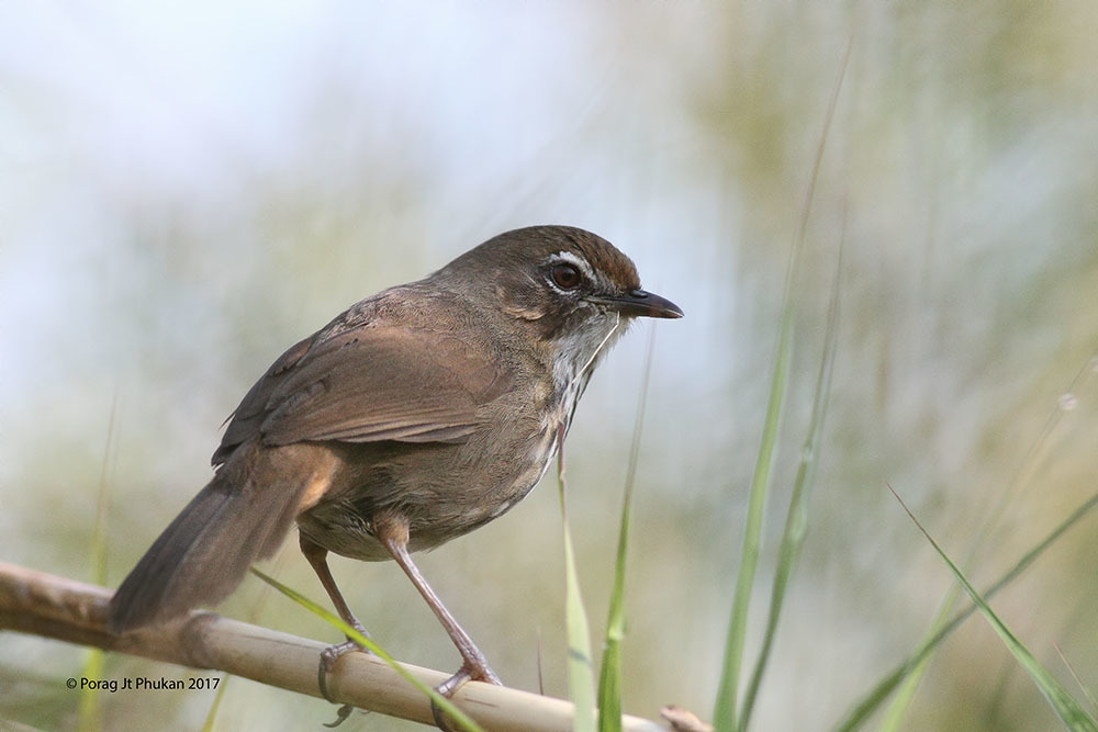 Marsh Babbler photo