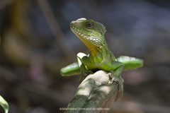 Chinese Water Dragon photo 2