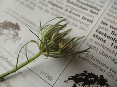 Daucus carota
