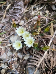 Gentiana scabrida