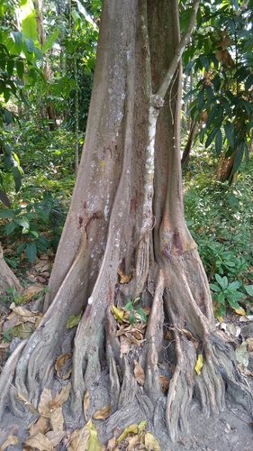 Inocarpus fagifer