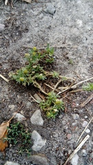 Matricaria discoidea