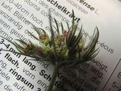 Daucus carota