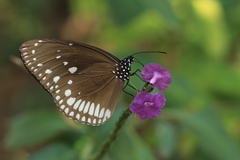 Euploea klugii