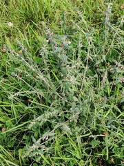 Odontites vulgaris