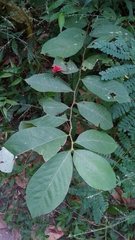 Magnoliopsida