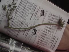 Daucus carota