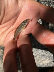 Catostomus occidentalis