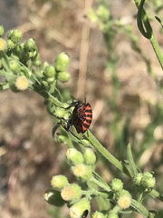 Graphosoma italicum italicum