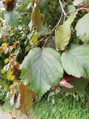 Corylus maxima