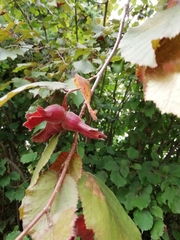 Corylus maxima