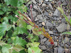 Epilobium