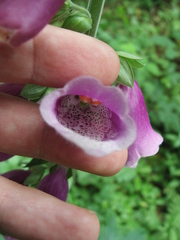 Digitalis purpurea