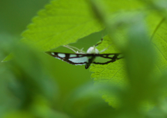 Glyphodes quadrimaculalis