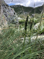 Dactylorhiza incarnata