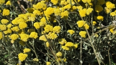 Helichrysum anomalum