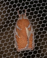 Euchaetis rhizobola