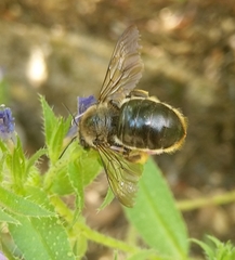 Xylocopa cantabrita