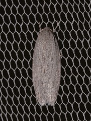 Agriophara cinderella