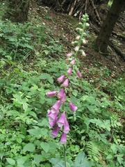 Digitalis purpurea