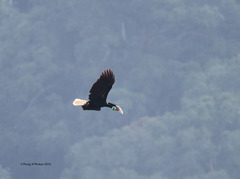 Rhyticeros undulatus