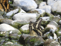Papilio ornythion ornythion