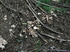 Fungi