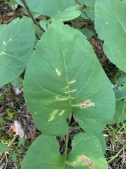 Scrobipalpula manierreorum