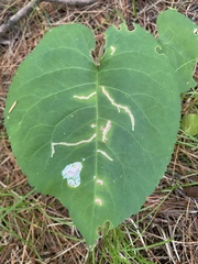 Scrobipalpula manierreorum