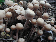 Fungi