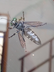 Stictia
