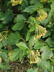 Physocarpus opulifolius