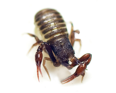 Anaulacodithella