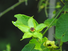 Gonolobus erianthus