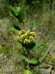 Asclepias obovata