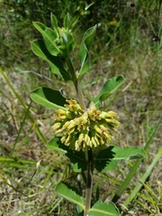 Asclepias obovata