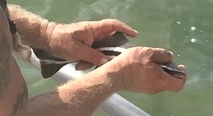 Rachycentron canadum