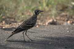 Pinarocorys nigricans