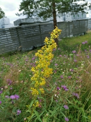 Solidago virgaurea