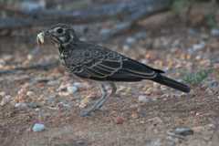 Pinarocorys nigricans
