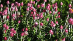 Achyranthemum recurvatum