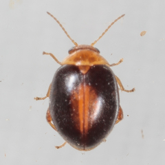 Scirtes orbiculatus