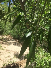 Salix × speciosa